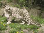 Snow leopards