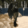 Outfits gallery - 23375208.jpg